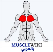 موقع MuscleWiki